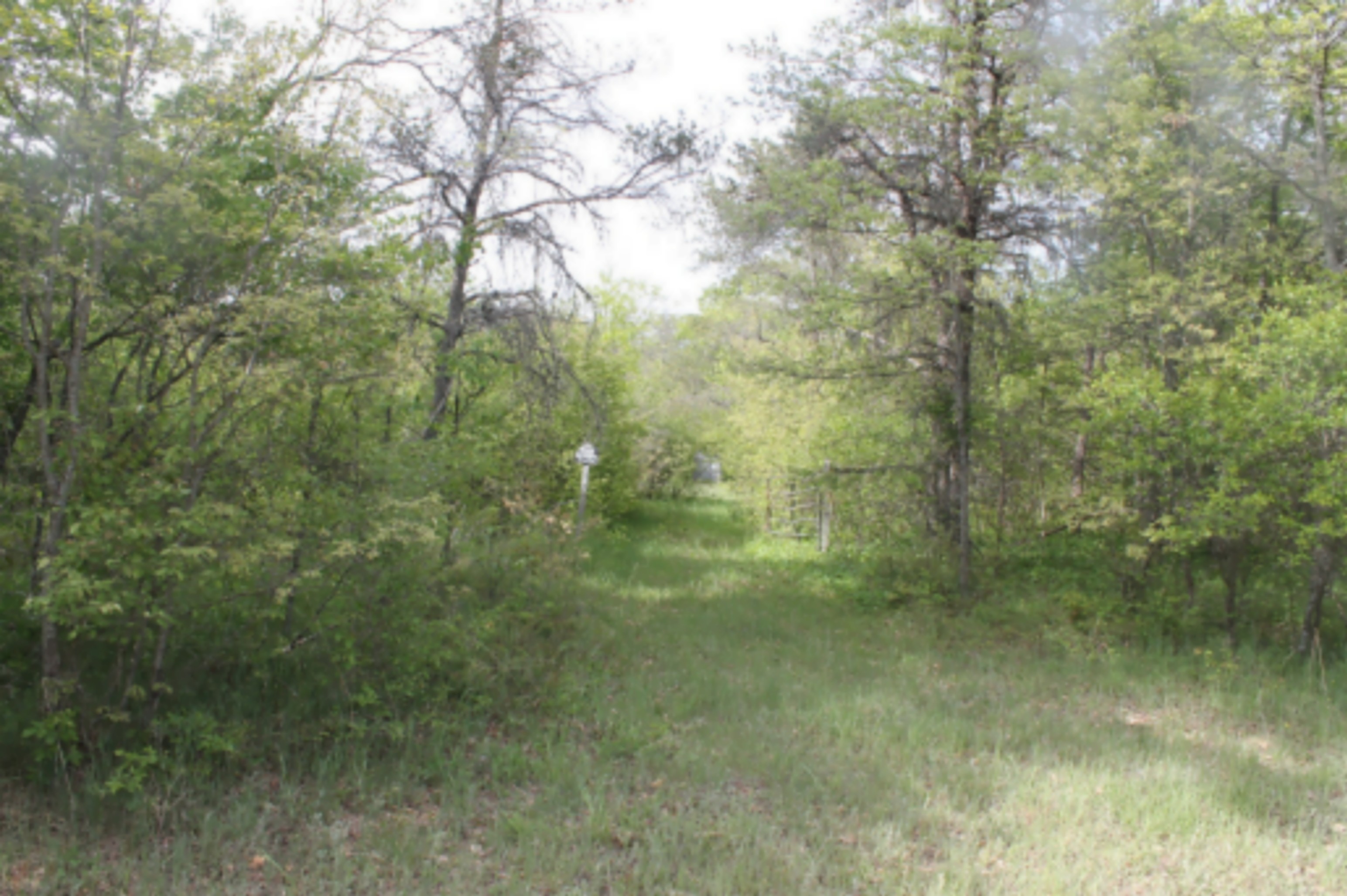 10 wooded acres north of Lewiston MI that near the State Forest images 2