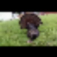 fd5cb9fe-4e11-4a30-b24e-2f92a02cba44__resize-thumb
