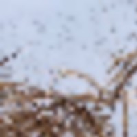 flying_overhead__resize-thumb