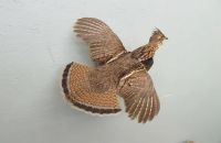 Kentucky Grouse Hunters Association