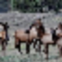 Forest Park Ranch images 2
