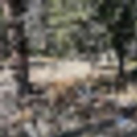 16667 Little Jesse MC Nathrop CO images 4