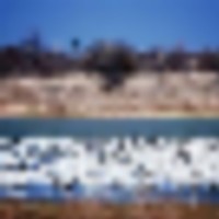 White Pelicans Hunting Hagerman NWR of 12,000 acres in Grayson, TX images 6