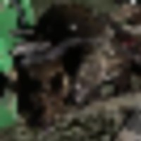 hogs_6__282_29__resize-thumb