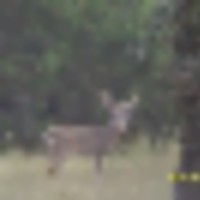 hunting_camp_006__resize-thumb