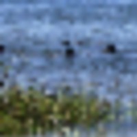 31,000 acres Chassahowitzka NWR Waterfowl Hunting Land in Kings Bay Dr, FL images 3