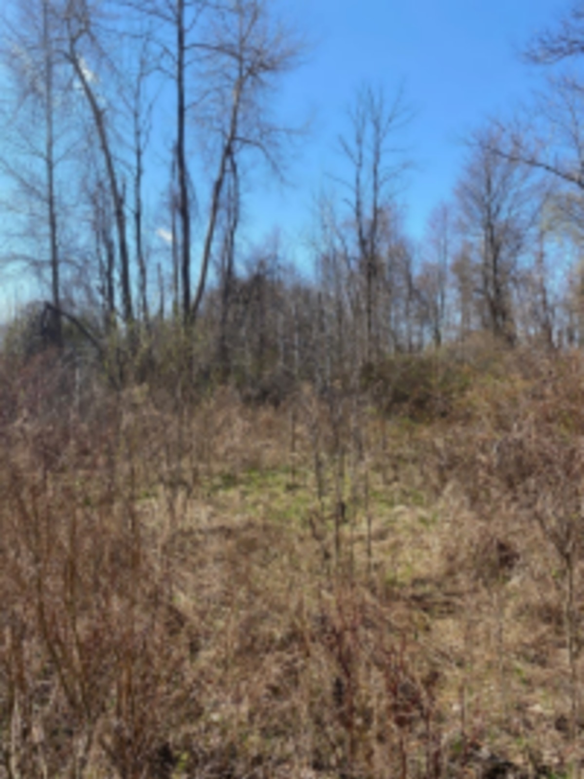 BIG BUCK LEASING in Sanilac County, MI images 5
