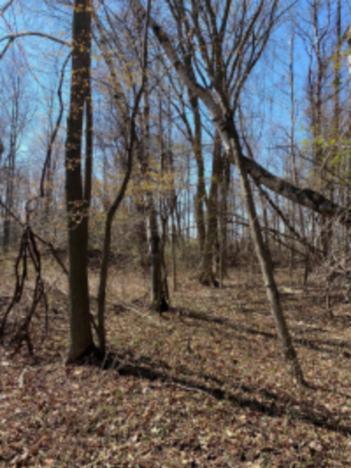 78 acre Hunting Lease images 2