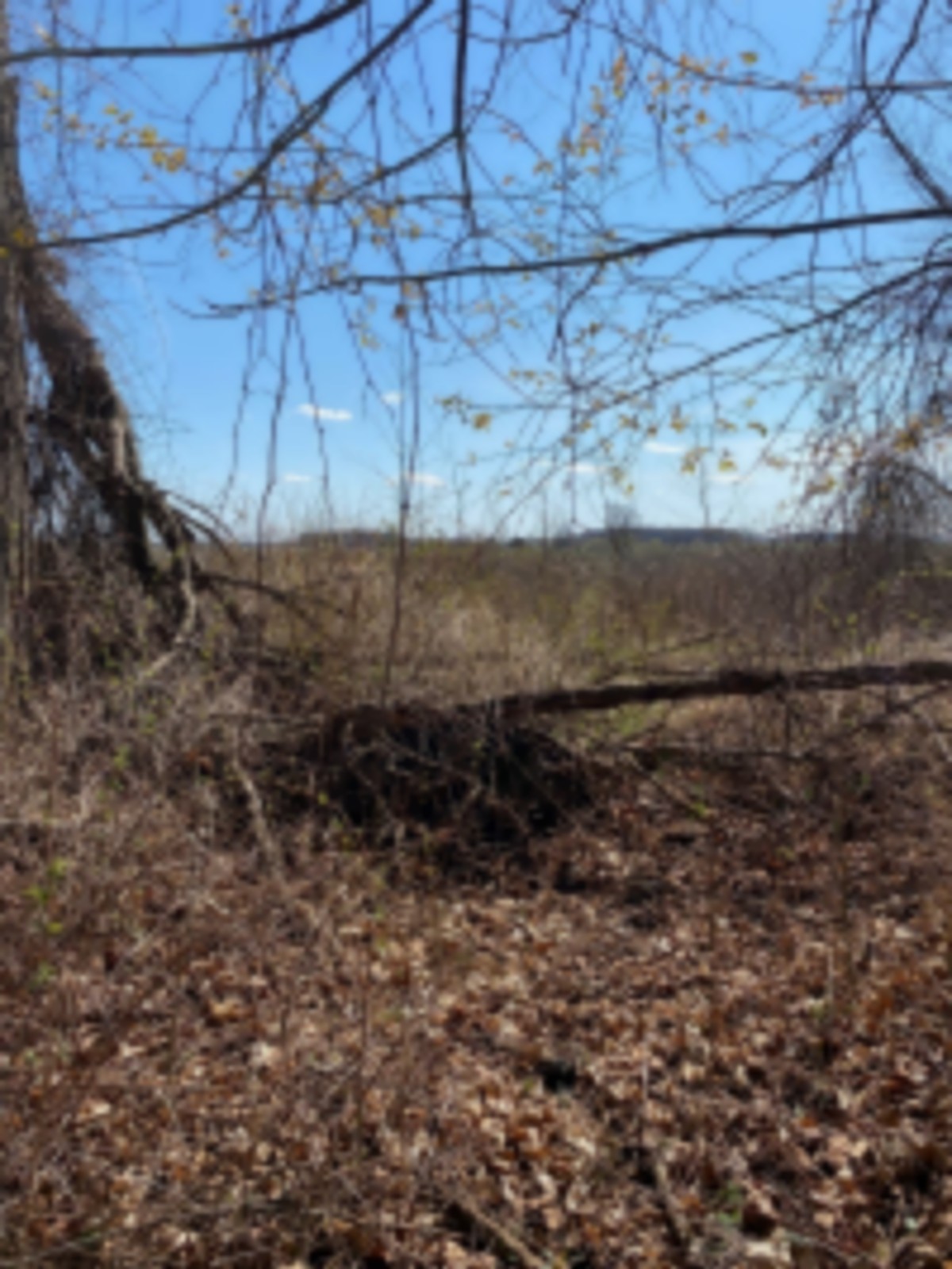 78 acre Hunting Lease images 3