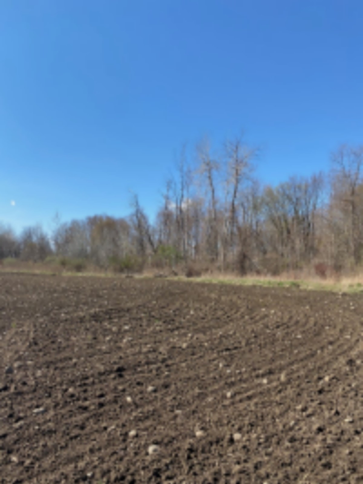 78 acre Hunting Lease images 6