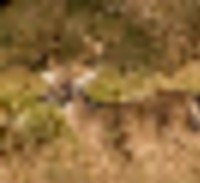 494,720 Acres Game Management Unit 3A deer hunting land in Navajo, AZ images 4