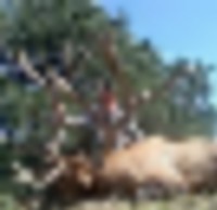 Game Management Unit 4B 2,163 acres bear hunting land in winslow, AZ images 3