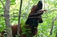 Tomah Mountain Outfitters
