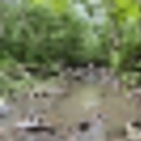 23 Acres of Forest with Deer, Turkeys, and More!