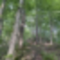 23 Acres of Forest with Deer, Turkeys, and More! images 3