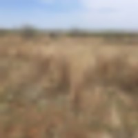 Once In A Lifetime Quail Hunting Lease Opportunity in the Rolling Plains of Texas - ONE SPOT LEFT images 1