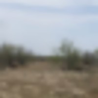Once In A Lifetime Quail Hunting Lease Opportunity in the Rolling Plains of Texas - ONE SPOT LEFT images 2