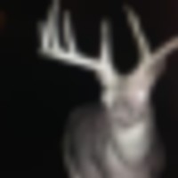 Exotic & Whitetails images 5