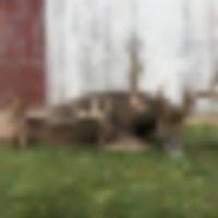 Prime Illinois Deer and Turkey Hunts images 1
