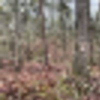 inside_the_woods_line__resize-thumb