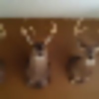 josh_s_petrey_farm_bucks__resize-thumb