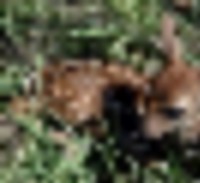 1,558 acres Hofflund WMA deer hunting land in Williams, ND images 6
