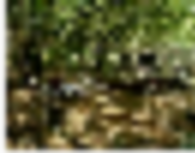 Abilene State Park 530 acres Deer Hunting Land in Tuscola, TX images 2