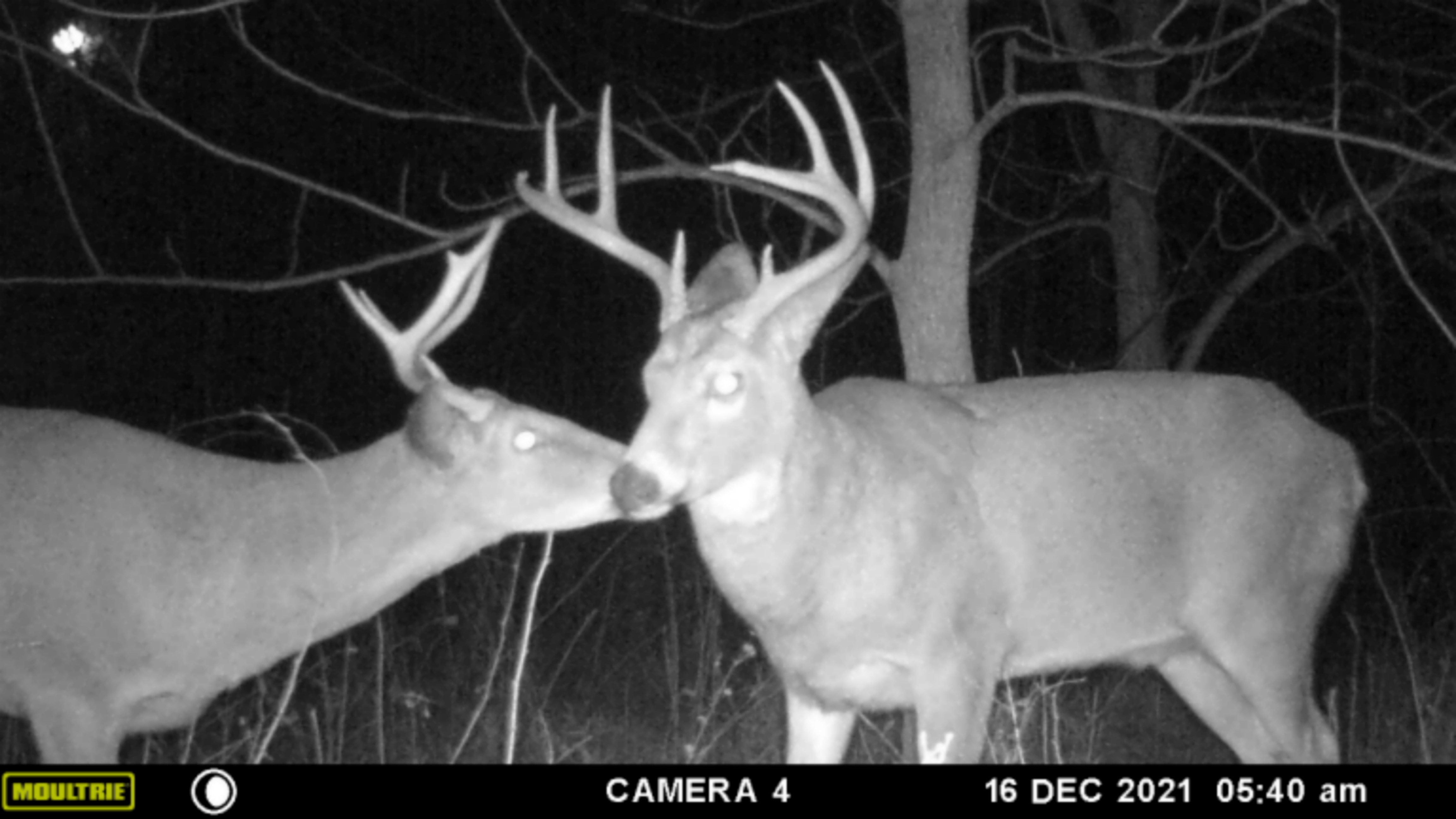 85 acres to hunt in Newcomerstown OH images 6