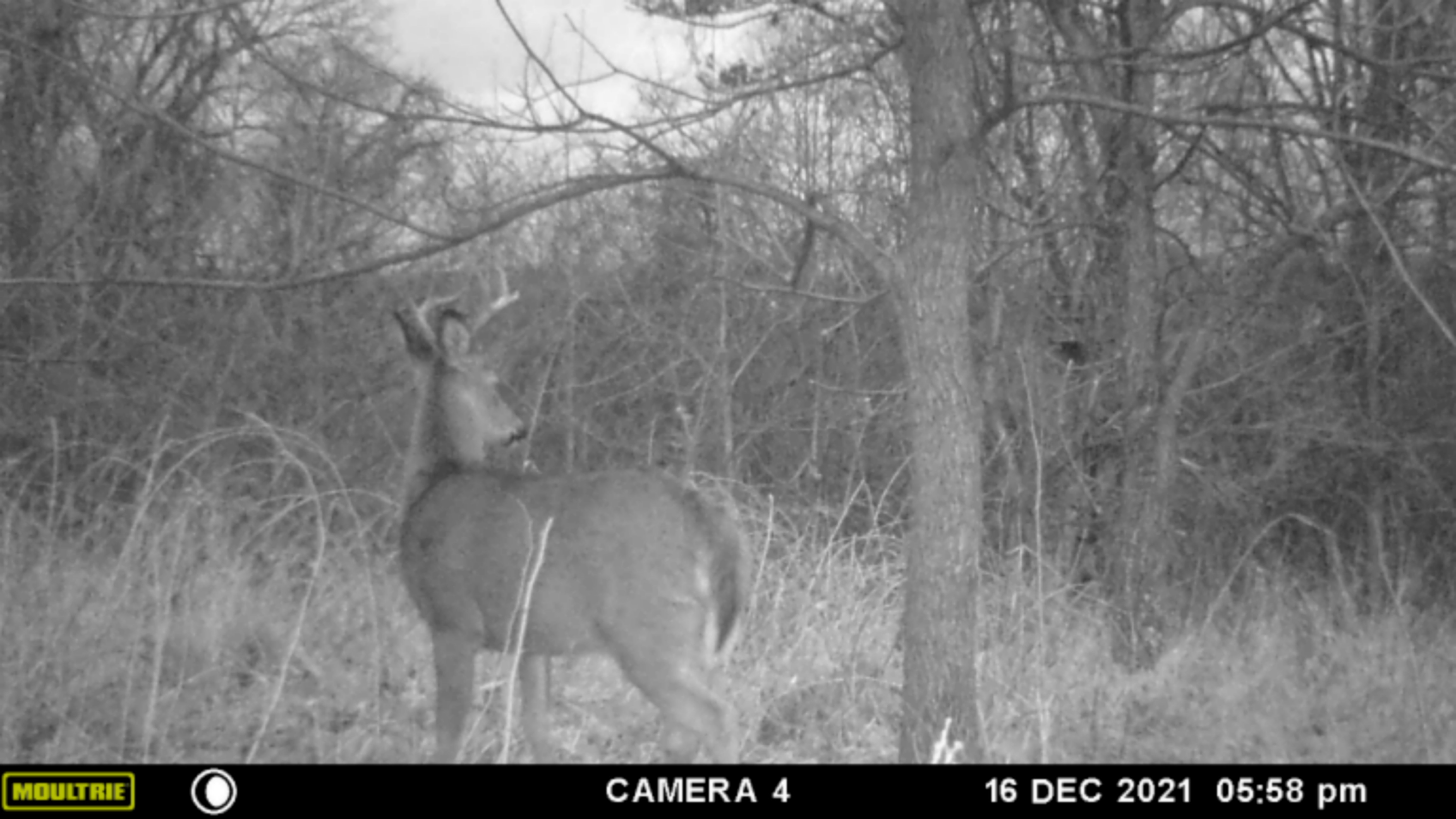 85 acres to hunt in Newcomerstown OH images 4