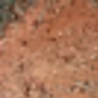 more_deer_tracks__resize-thumb
