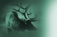 Northern Virginia Hunting Club