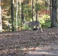 Blue Ridge WMA 160 acres deer & bear hunting land in Divide, ND