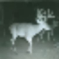 other_deer_at__8__resize-thumb