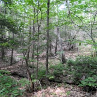 Cedar Swamp WMA - 5,515 acres Deer & Duck hunting land in New Castle, DE