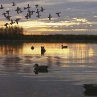 Cedar Island WMA - 3,000 acres for Duck hunting in Somerset, MD