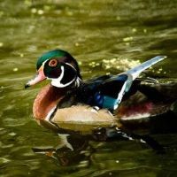 Autauga WMA - 8127 acres for Duck & Turkey hunting in west Alabama