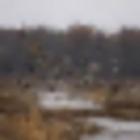 David K. Nelson WMA - 8,308 acres for hunting Turkey in Sumter, AL images 4