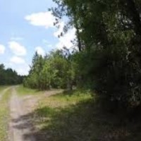 Baird Unit Richloam WMA - 11,000 acres Turkey hunting land in Sumter, FL