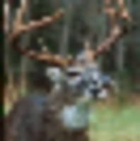 Boggy Hollow - 7,000 acres for hunting Turkey & Quail in south Alabama images 3