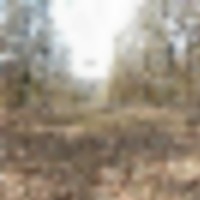 1300 Acres public land Alexander - Deer & Turkey hunting at Burke, GA