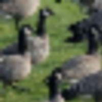646 acre tract Coyote Springs - Quail hunting land in Lincoln, OR images 1