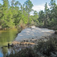 Juniper Creek WMA - 900 acres Deer & Turkey hunting land in Calhoun, FL