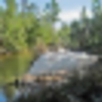 Juniper Creek WMA - 900 acres Deer & Turkey hunting land in Calhoun, FL