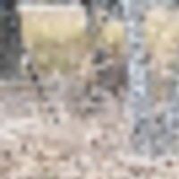 received_2442564502711893__resize-thumb