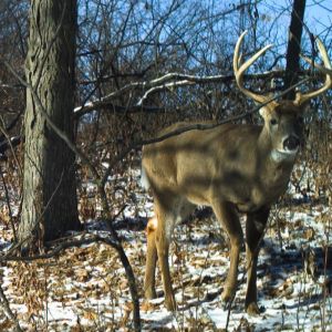 Richland-co-wi-68-acres-land-for-sale-wildlife-16 promo image