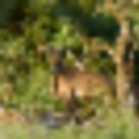 screen_shot_2015-06-07_at_7.57_.58_pm___resize-thumb