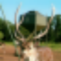 Exotic & Whitetails images 4