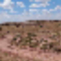 40 Acres at Big Valley Ranches in Alpine Arizona