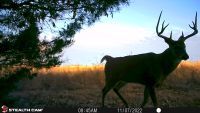 87 Acres CRP / Timber / Food Plots (1 mile south of the Missouri / Iowa Border)