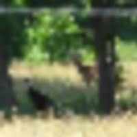 turk3_1__resize-thumb
